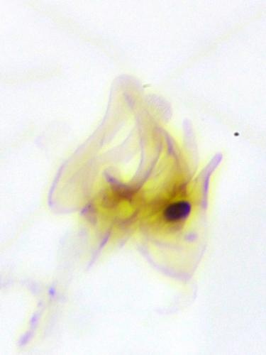Coccidiphila gerasimovi